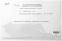 Uredo psychotriicola image